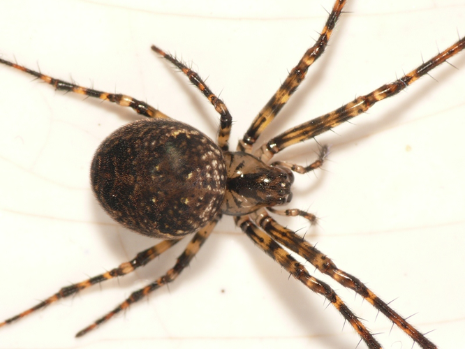 Metellina merianae (Scopoli, 1763) &copy; Dick Belgers
