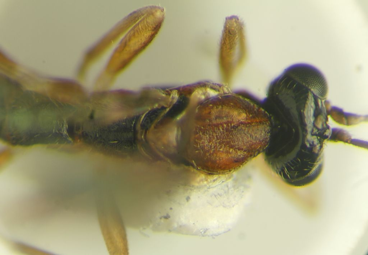 Neottiura bimaculata (Linnaeus, 1767) &copy; Miller J, Belgers J, Beentjes K, Zwakhals K, van Helsdingen P