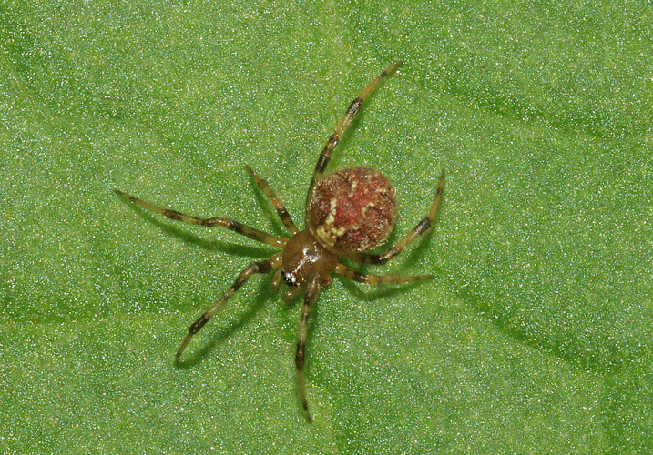 Theridion pictum (Walckenaer, 1802) &copy; Jan Kersten