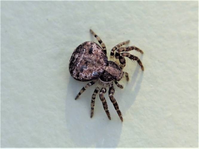 Ozyptila praticola (C.L. Koch, 1837) &copy; Martien van den Heuvel