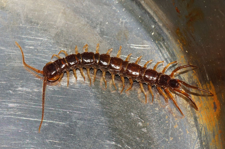 Lithobius forficatus (Linnaeus, 1758) &copy; Hans Jonkman