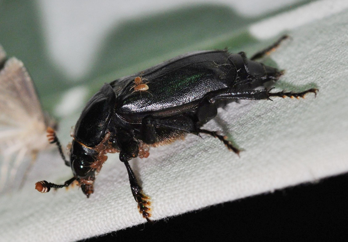 Nicrophorus humator (Gleditsch, 1767) &copy; Louis Westgeest