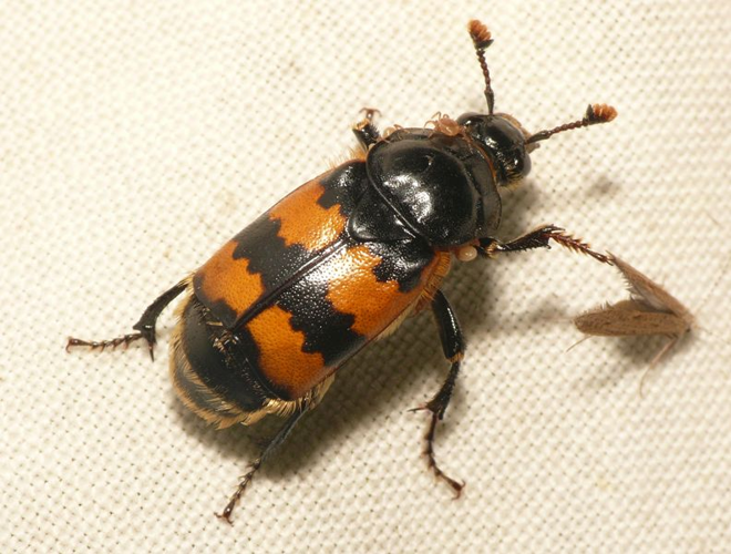Nicrophorus vespillo (Linnaeus, 1758) &copy; Dick Belgers