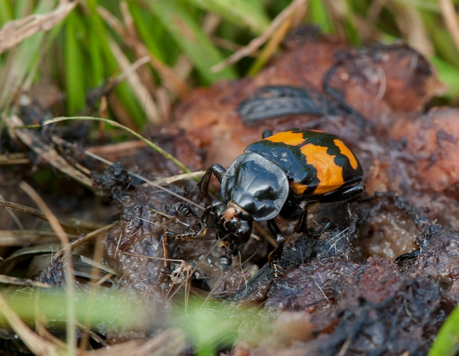 Nicrophorus vespilloides Herbst, 1783 &copy; Wijnand van Buuren