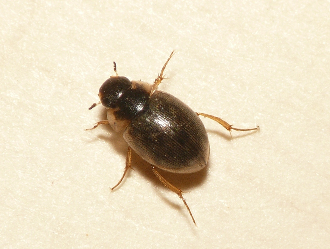 Laccobius minutus (Linnaeus, 1758) &copy; Dick Belgers