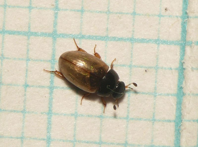 Cercyon quisquilius (Linnaeus, 1761) &copy; Dick Belgers