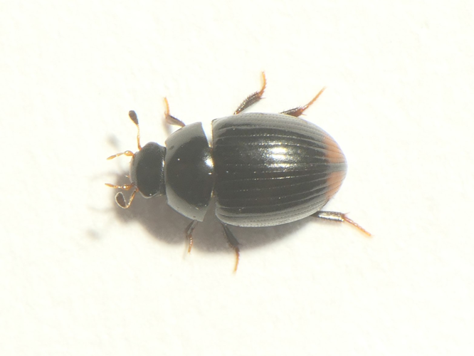 Cercyon ustulatus (Preyssler, 1790) &copy; Dick Belgers