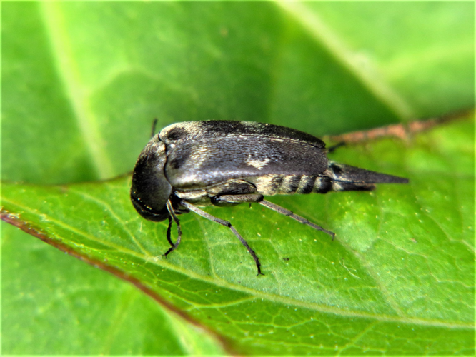 Variimorda villosa (Schrank, 1781) &copy; Martien van den Heuvel