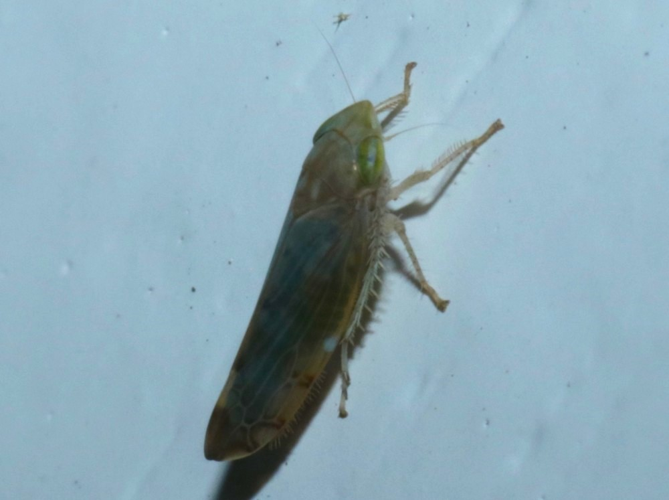 Synophropsis lauri (Horváth, 1897) &copy; Petra Fleurbaaij