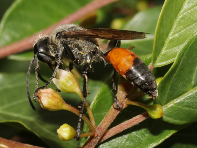 Sphex rufocinctus Brullé, 1883 &copy; Petra Fleurbaaij
