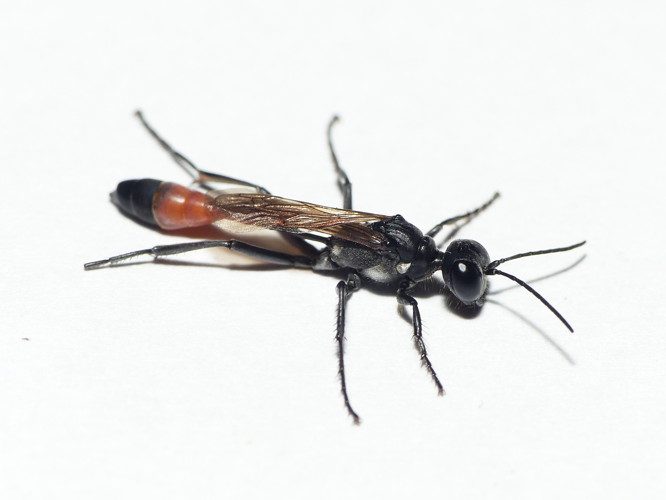 Ammophila campestris Latreille, 1809 &copy; Dick Belgers
