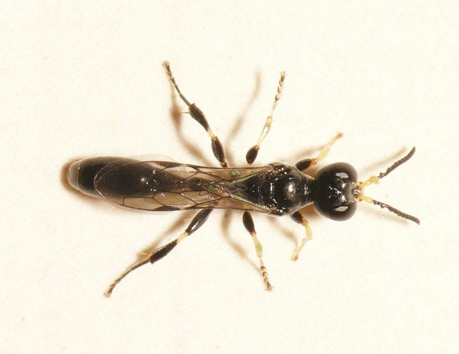 Rhopalum gracile Wesmael, 1852 &copy; Dick Belgers
