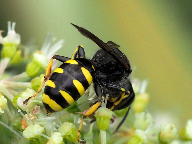 Ectemnius cavifrons (Thomson, 1870) &copy; Henk van Woerden