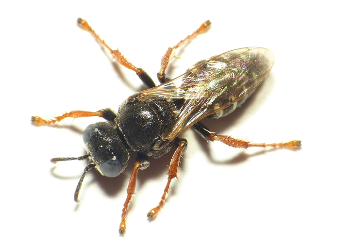 Oxybelus uniglumis (Linnaeus, 1758) &copy; Dick Belgers