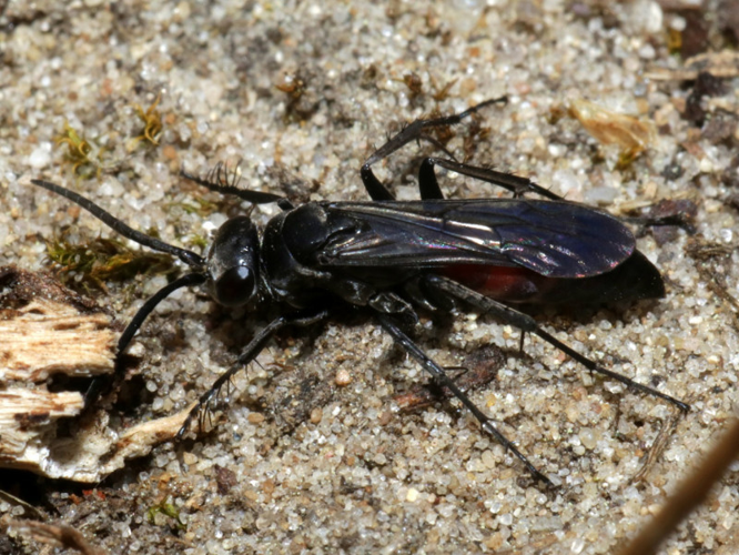 Evagetes pectinipes (Linnaeus, 1758) &copy; Petra Fleurbaaij