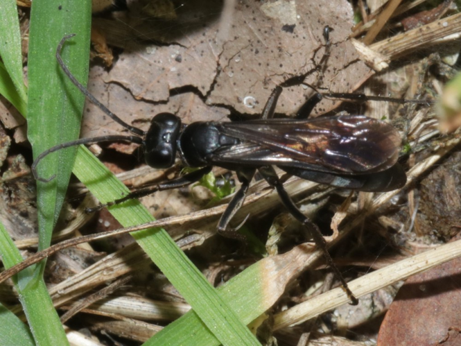 Anoplius concinnus (Dahlbom, 1845) &copy; Petra Fleurbaaij
