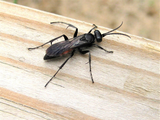 Anoplius infuscatus (Vander Linden, 1827) &copy; Martien van den Heuvel