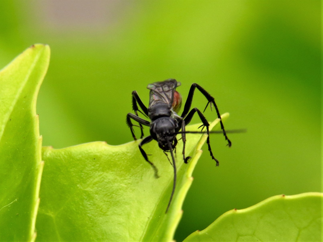 Caliadurgus fasciatellus (Spinola, 1807) &copy; Martien van den Heuvel