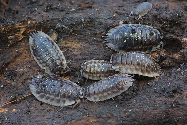 Oniscus asellus Linnaeus, 1758 &copy; Hans Adema