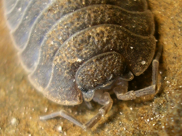 Porcellio dilatatus Brandt, 1833 &copy; Arp Kruithof