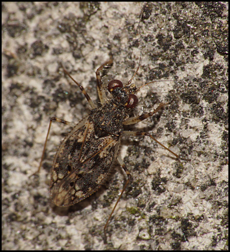 Leptopus marmoratus (Goeze, 1778) &copy; Harry de Koning