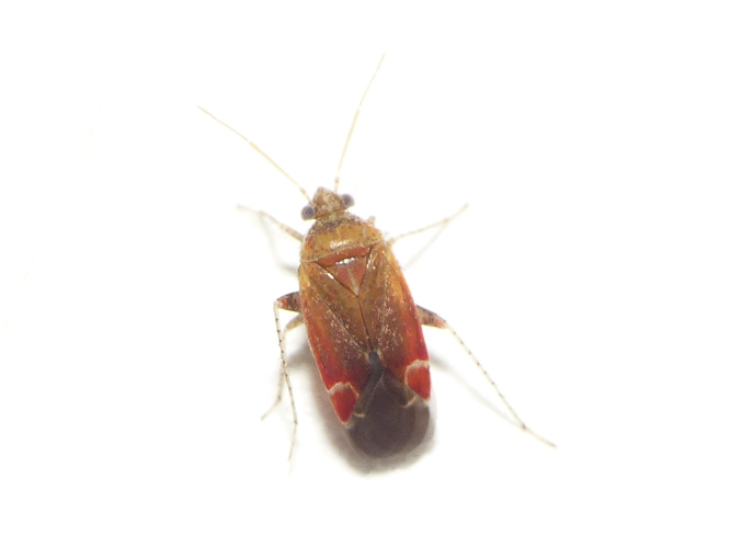Psallus albicinctus (Kirschbaum, 1856) &copy; Dick Belgers