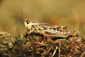 Stenobothrus stigmaticus © Bastien Moisan