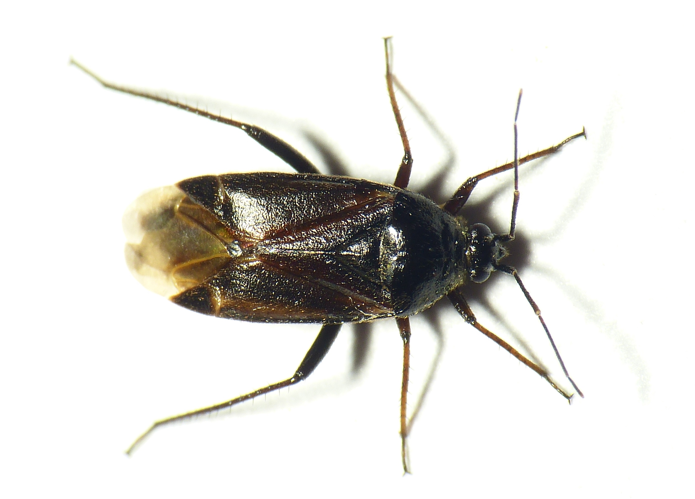 Harpocera thoracica (Fallén, 1807) &copy; Dick Belgers