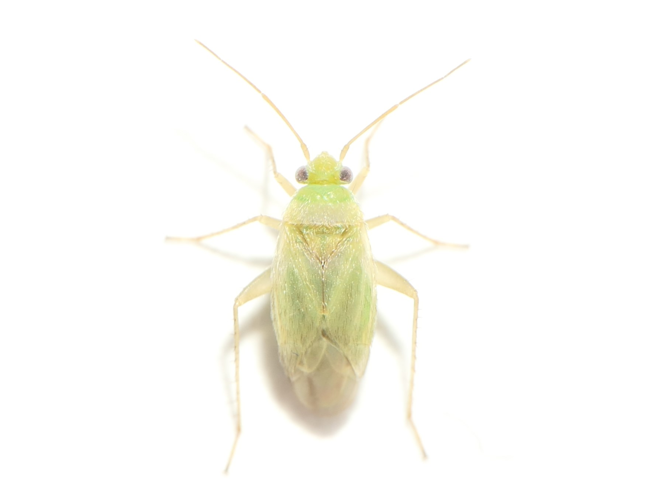 Asciodema obsoleta (Fieber, 1864) &copy; Dick Belgers