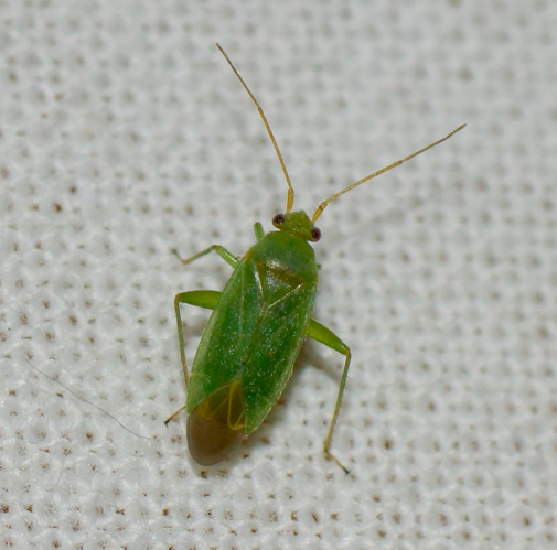 Orthotylus prasinus (Fallén, 1826) &copy; Gerard Lommen