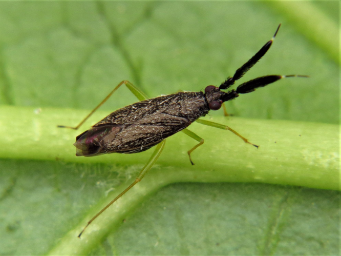 Heterotoma planicornis (Pallas, 1772) &copy; Martien van den Heuvel