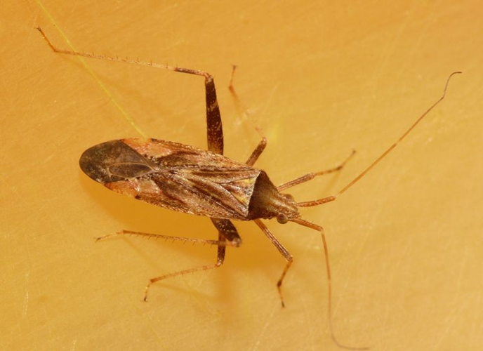 Phytocoris varipes Boheman, 1852 &copy; Dick Belgers
