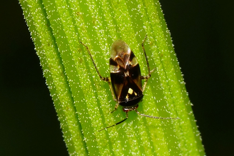 Orthops basalis (A. Costa, 1853) &copy; Hans Jonkman