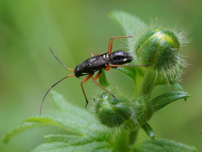 Miris striatus (Linnaeus, 1758) &copy; Hans Jonkman
