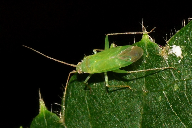 Lygocoris pabulinus (Linnaeus, 1761) &copy; Hans Jonkman