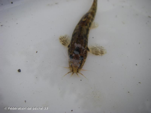  © Fédération de pêche 33
