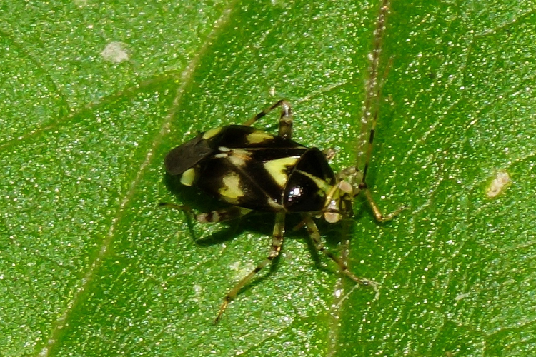 Liocoris tripustulatus (Fabricius, 1781) &copy; Hans Jonkman