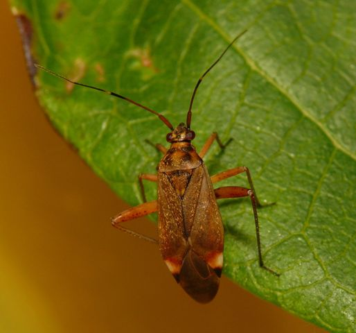Closterotomus fulvomaculatus (De Geer, 1773) &copy; Dick Belgers