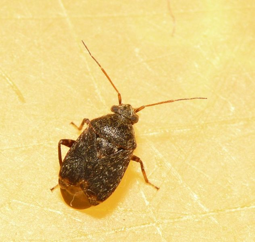 Charagochilus gyllenhalii (Fallén, 1807) &copy; Dick Belgers