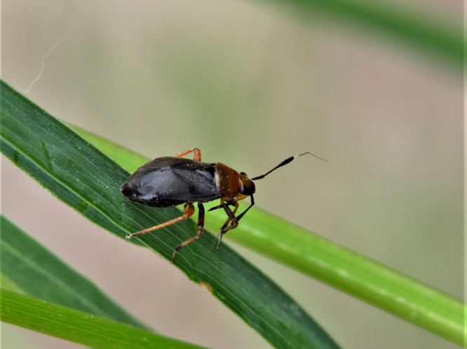 Capsus ater (Linnaeus, 1758) &copy; Martien van den Heuvel