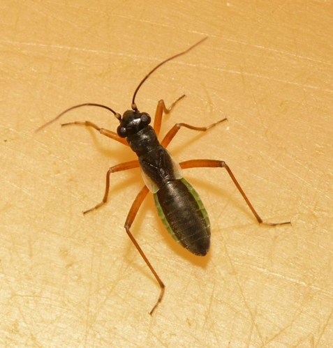 Pithanus maerkelii (Herrich-Schäffer, 1838) &copy; Dick Belgers