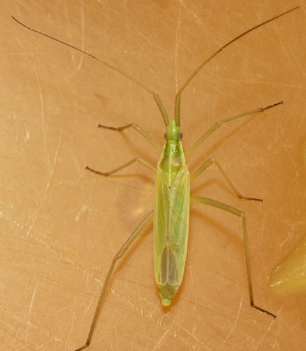 Megaloceroea recticornis (Geoffroy, 1785) &copy; Dick Belgers