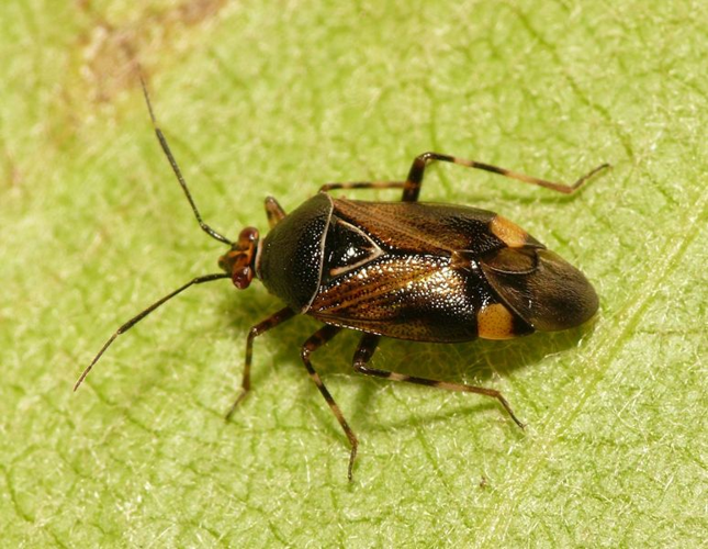 Deraeocoris flavilinea (A. Costa, 1862) &copy; Dick Belgers