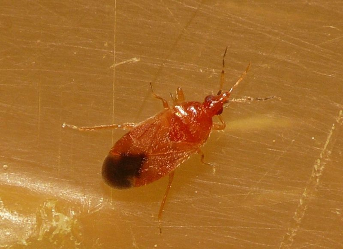 Cardiastethus fasciiventris (Garbiglietti, 1869) &copy; Dick Belgers