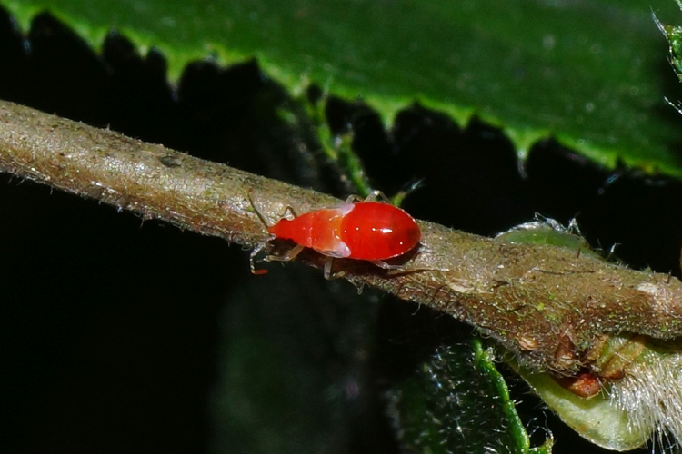 Anthocoris nemorum (Linnaeus, 1761) &copy; Hans Jonkman