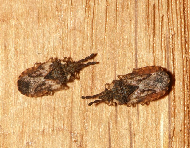 Aradus depressus (Fabricius, 1794) &copy; Dick Belgers
