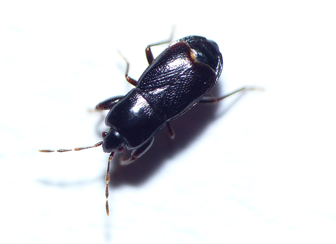 Plinthisus brevipennis (Latreille, 1807) &copy; Dick Belgers