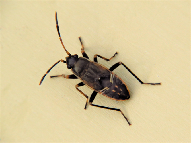 Rhyparochromus vulgaris (Schilling, 1829) &copy; Martien van den Heuvel