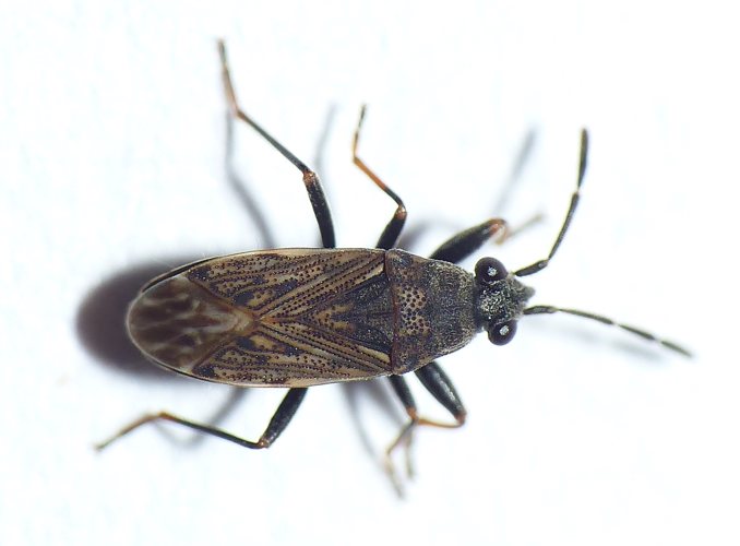 Peritrechus geniculatus (Hahn, 1832) &copy; Dick Belgers