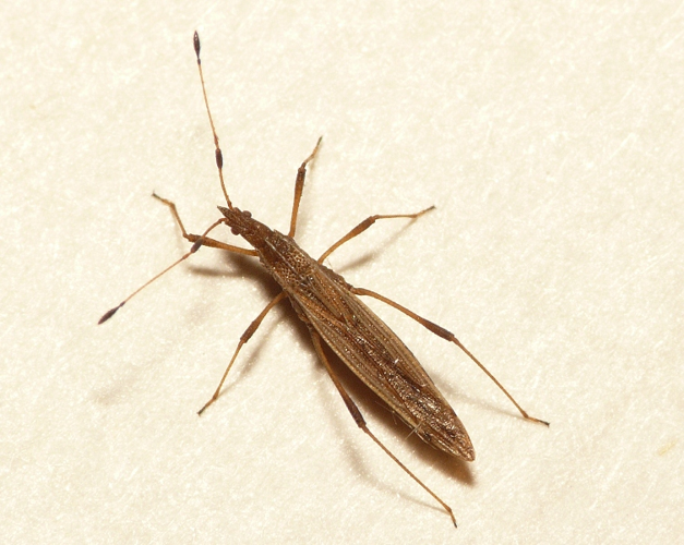 Berytinus minor (Herrich-Schäffer, 1835) &copy; Dick Belgers